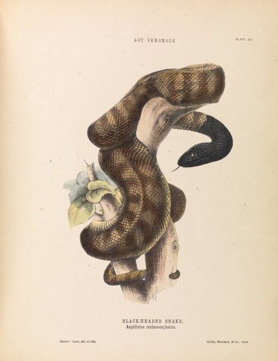 Schwarzkopfschlange, Aspidiotes melanocephalus von Harriet Scott